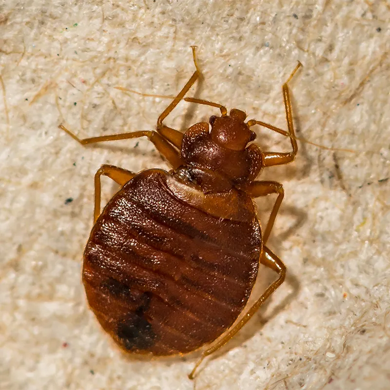 Bettwanzenbekämpfung