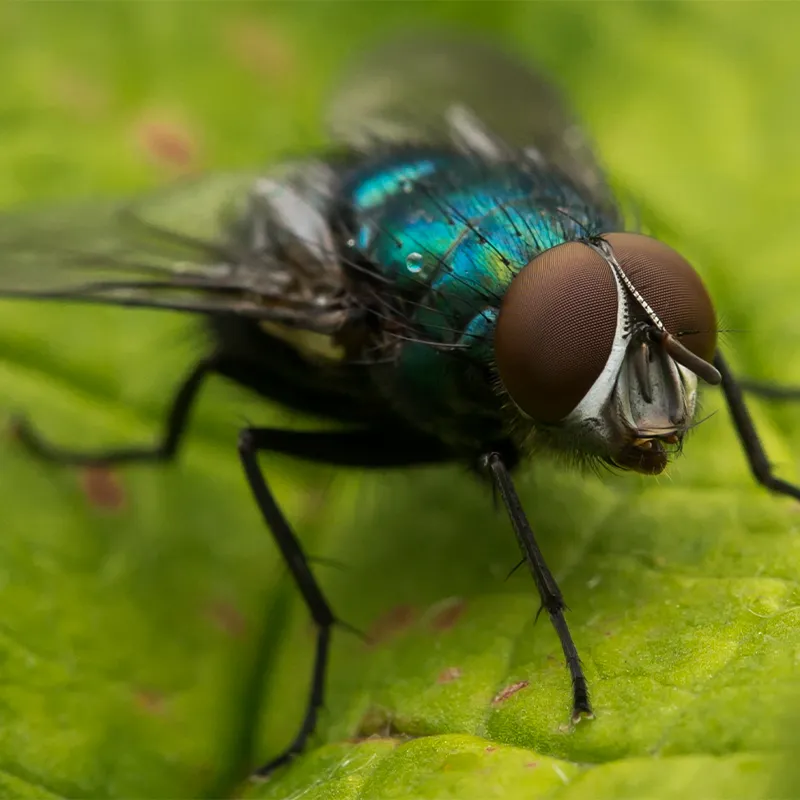 Fliegenbekämpfung