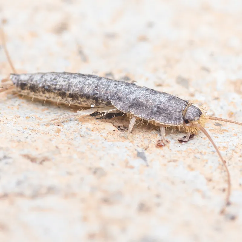 Silberfischbekämpfung