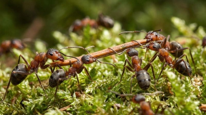 Ameisen