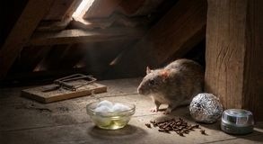 Wovor haben Ratten Angst? Gerüche & natürliche Abschreckung erklärt